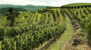 vinhedo-valpolicella vinhedo valpolicella 300x166 - vinhedo-valpolicella
